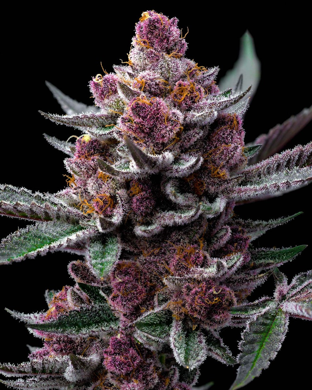 Cherry Poppers - Barneys Farm Seeds