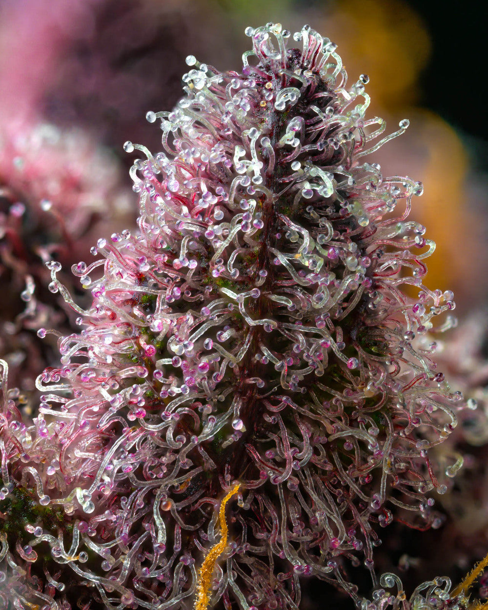 Cherry Poppers - Barneys Farm Seeds