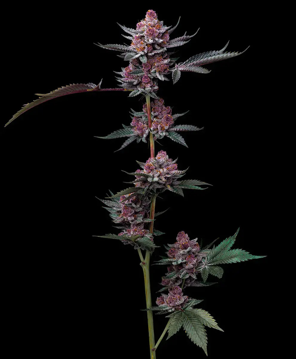 Cherry Poppers - Barneys Farm Seeds