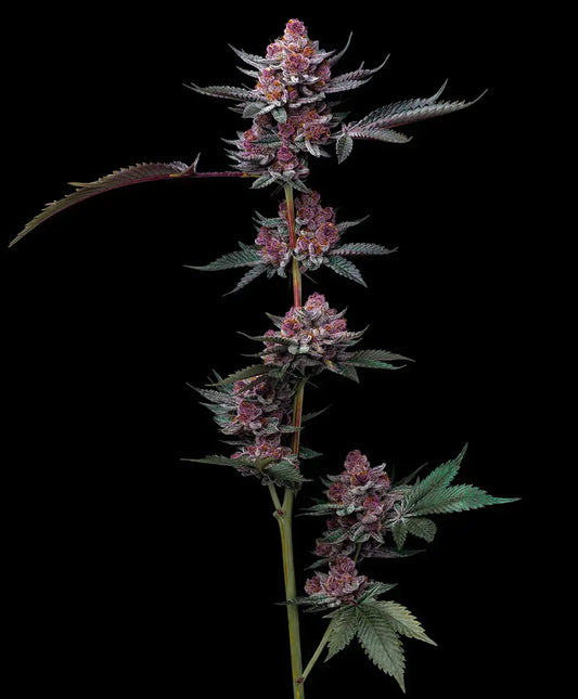 Cherry Poppers - Barneys Farm Seeds