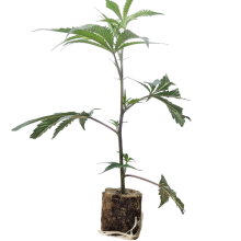 Critical+ - Growers Choice
