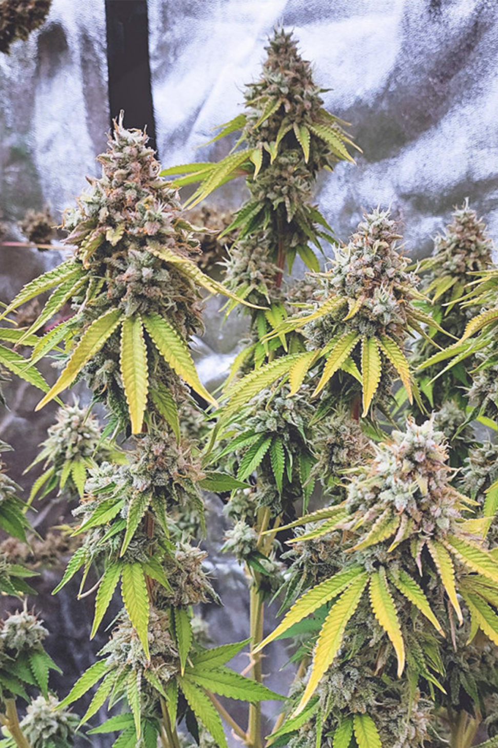 Glueberry OG - Dutch Passion