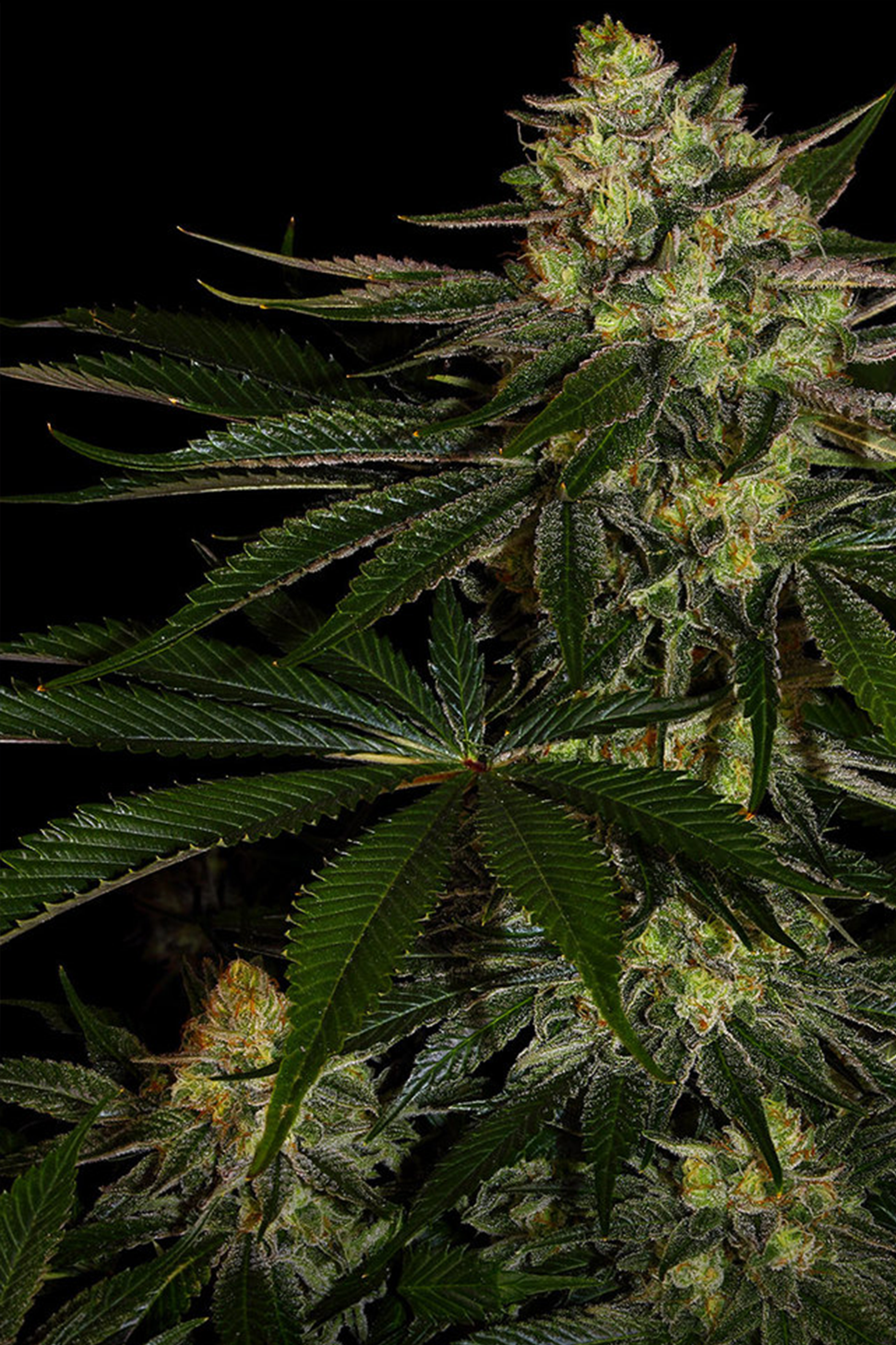 Gorilla Skittlez - Barneys Farm