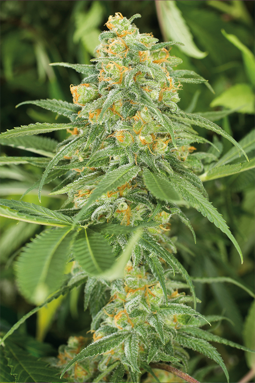 Green Crack - Humboldt Seeds