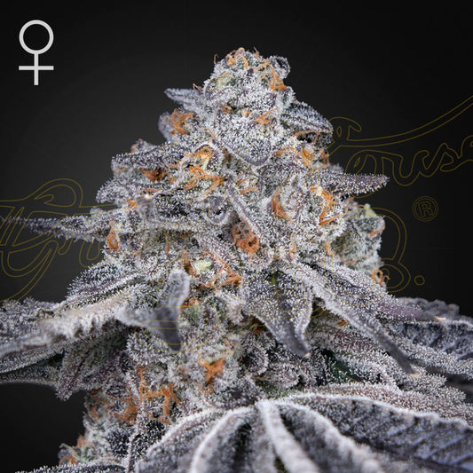 Velvet Moon - Greenhouse Seed Co.