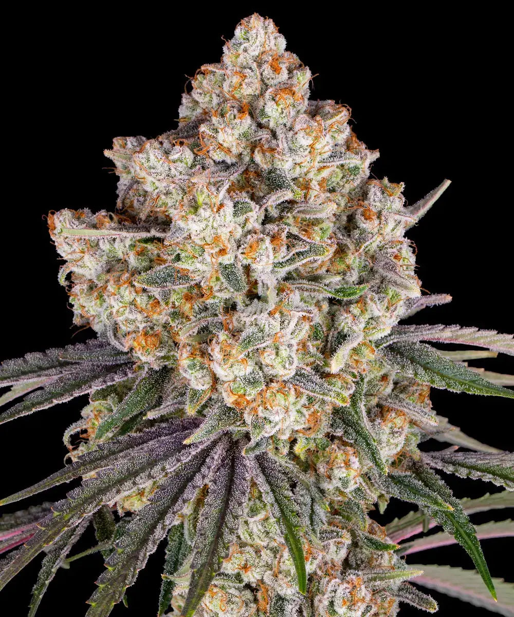 Ice Cream Cake - Barneys Farm