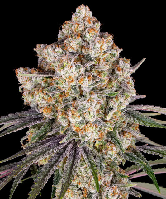 Ice Cream Cake - Barneys Farm