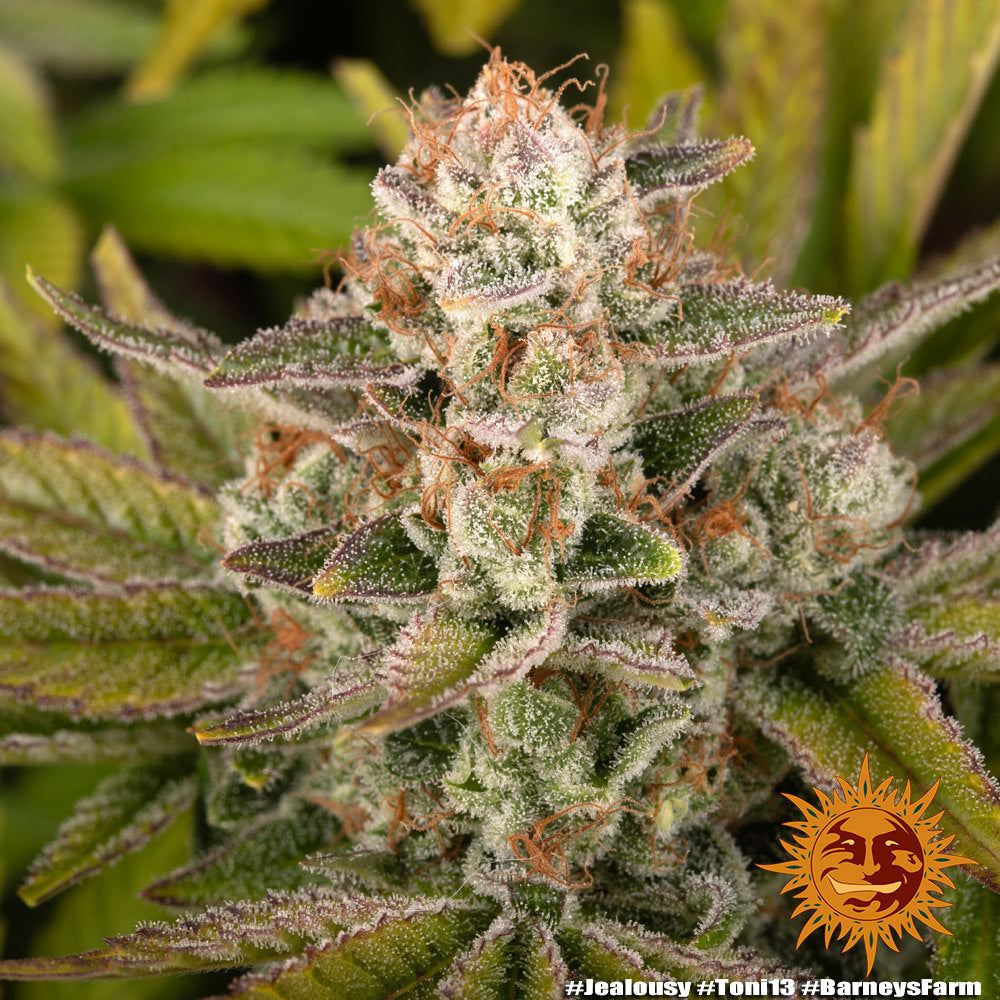 Jealousy - Barneys Farm