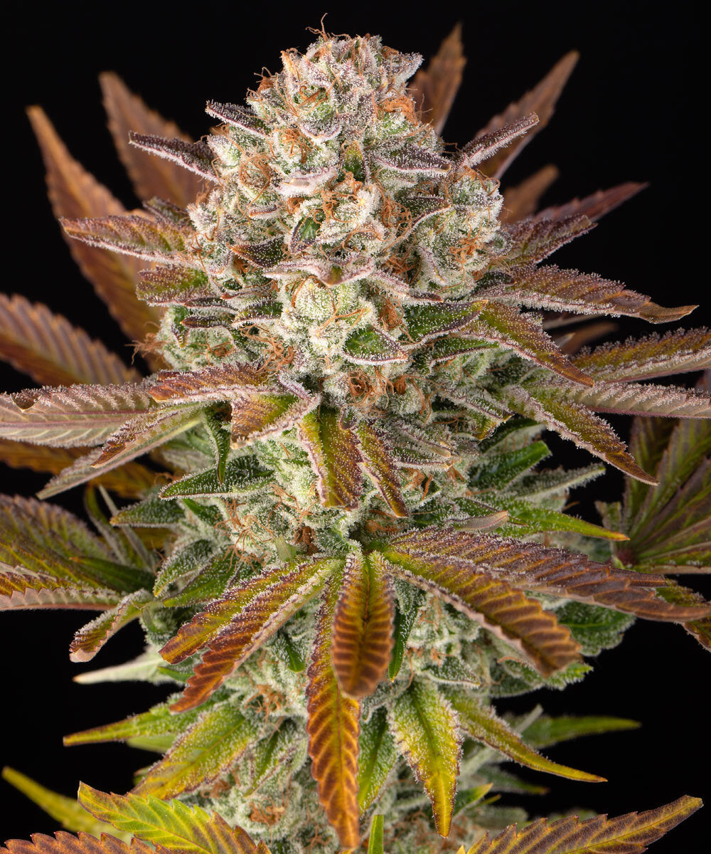 Jealousy - Barneys Farm