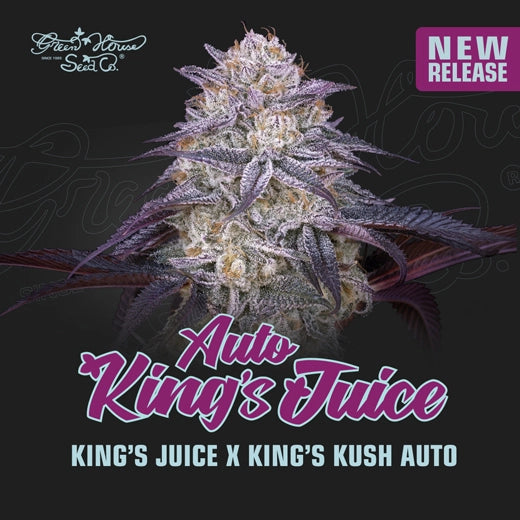 Kings Juice Auto - Greenhouse Seed Co.