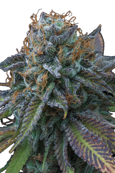 La Perla Negra - Exclusive Seeds