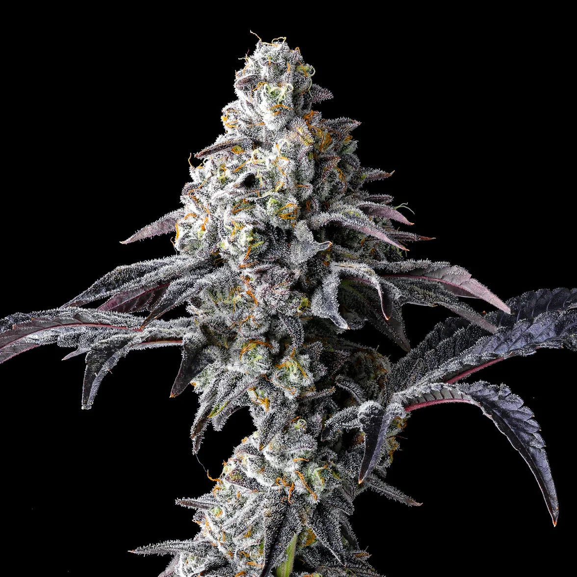 Lemon Cherry Gelato × Triple Scoop - Cookies Seeds