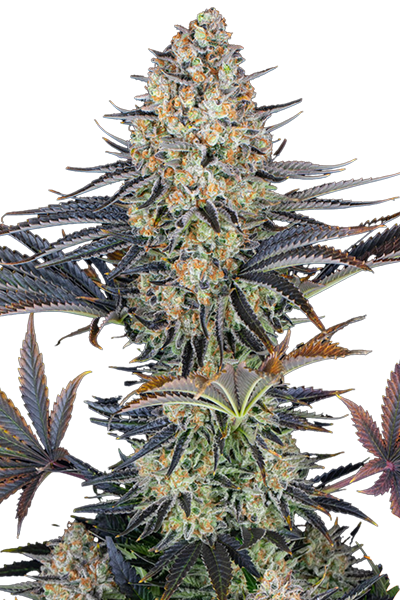 LSD - Barneys Farm