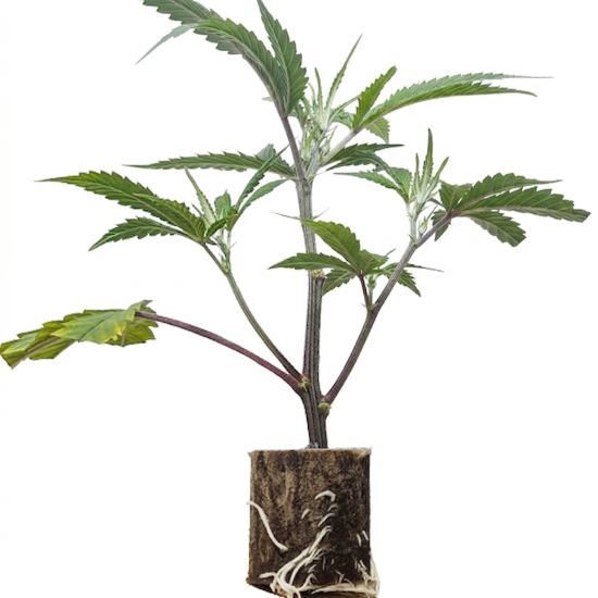 Menthol Runtz - Compound Genetics Cut