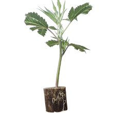 Mimosa Evo - Barneys Farm
