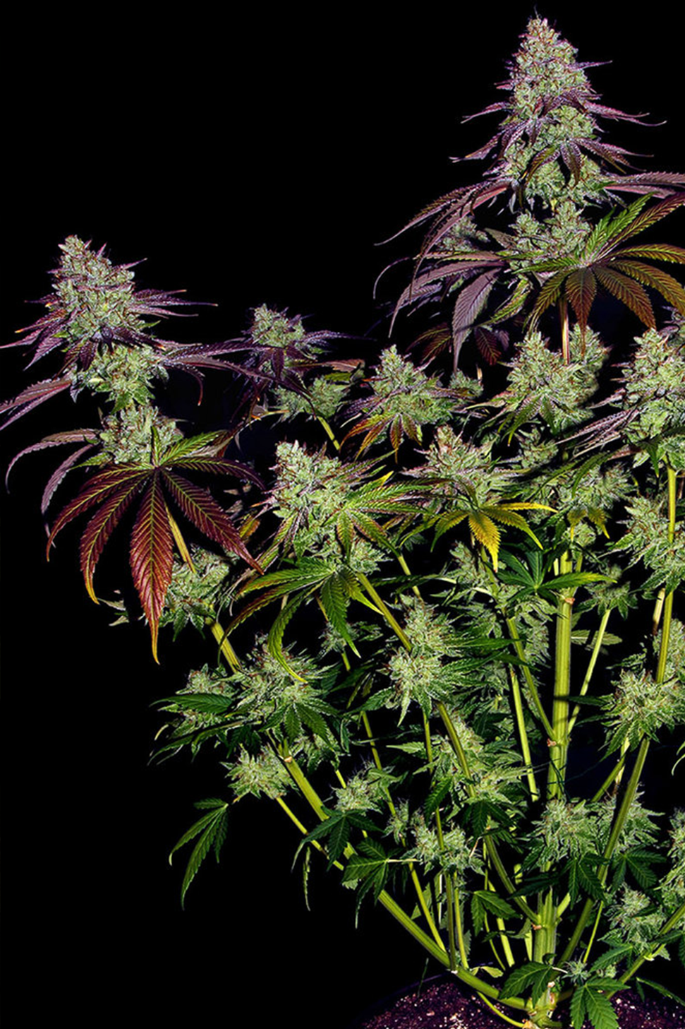 Mimosa Evo - Barneys Farm