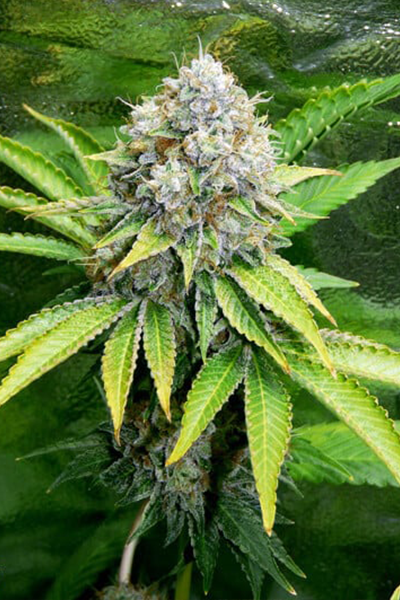 OG Kush - Royal Queen Seeds