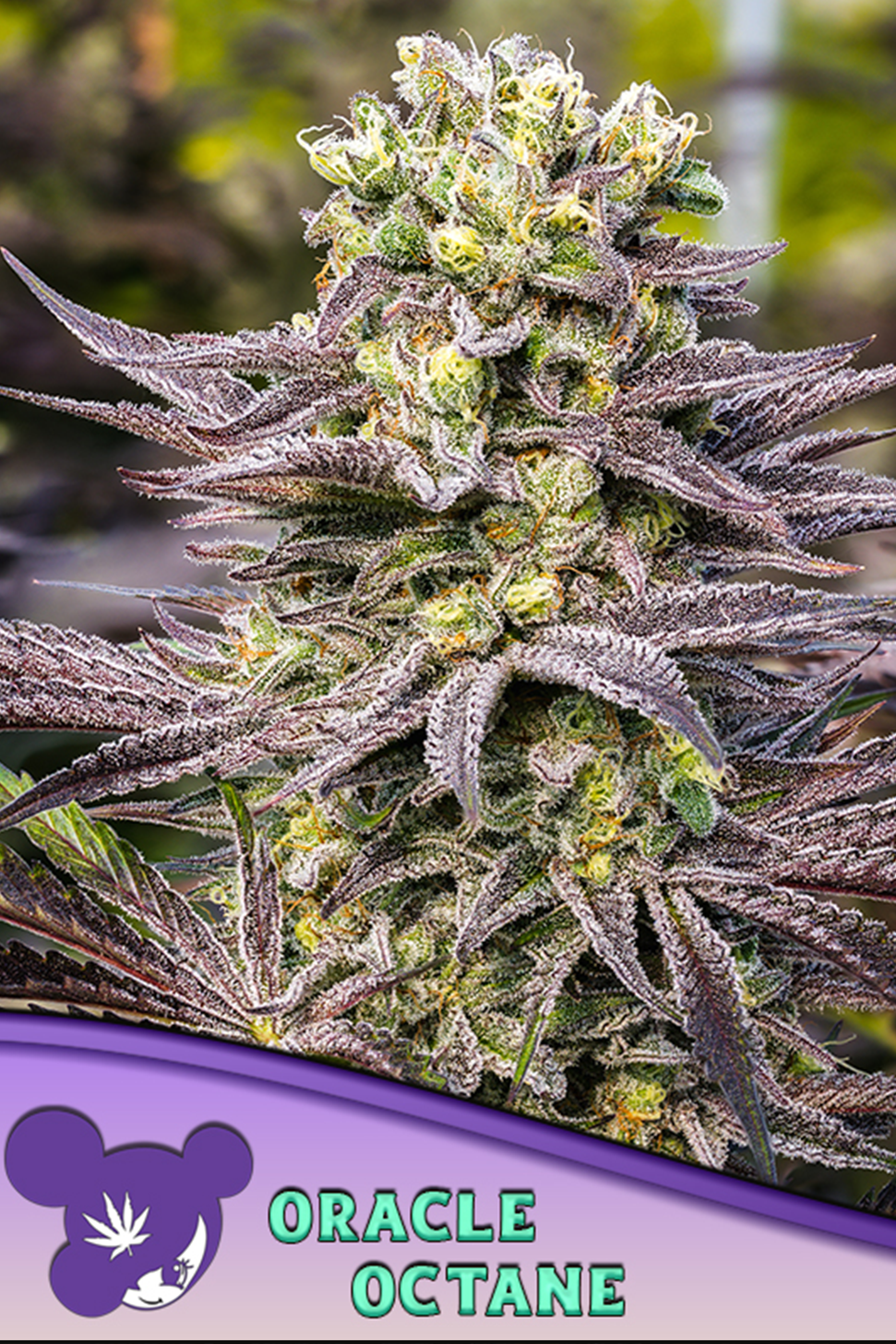 Oracle Octane - Anesia Seeds