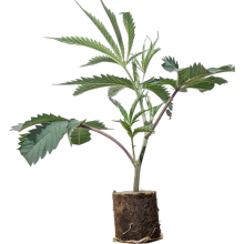 Oracle Octane - Anesia Seeds