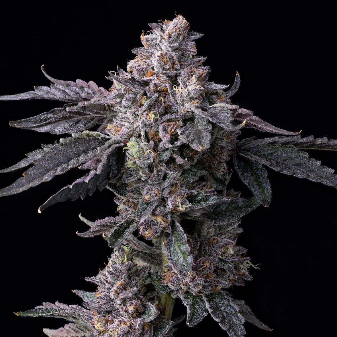 Permanent Marker × Triple Scoop - Cookies Seeds