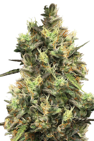 Pineapple Punch - Flying Dutchman