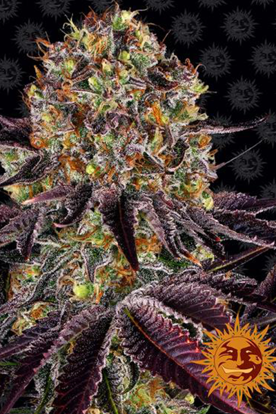 Runtz Layer Cake - Barneys Farm