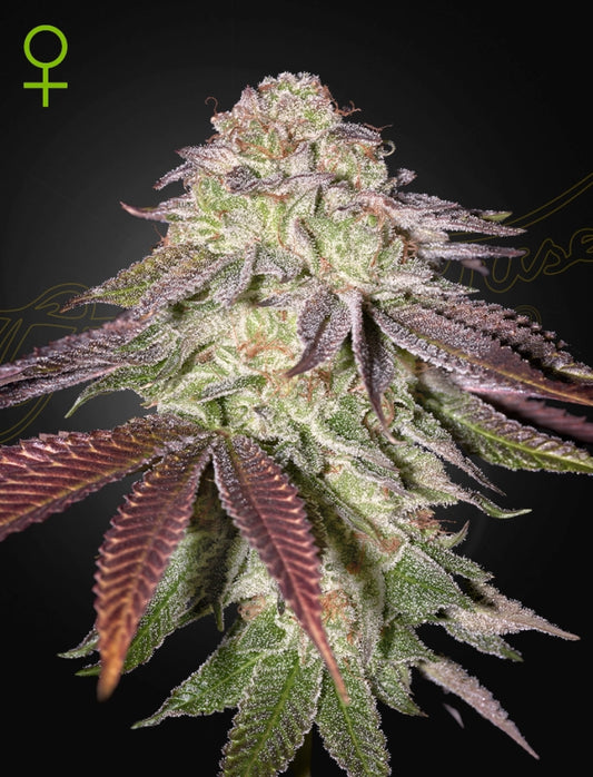 Sugarlato Auto - Greenhouse Seed Co.
