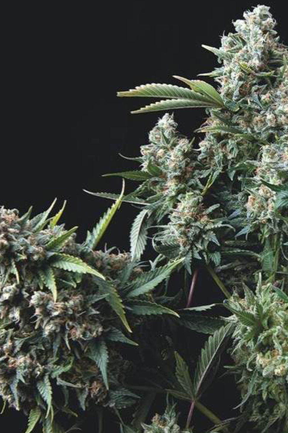 Total Cheese - Trikoma Seeds