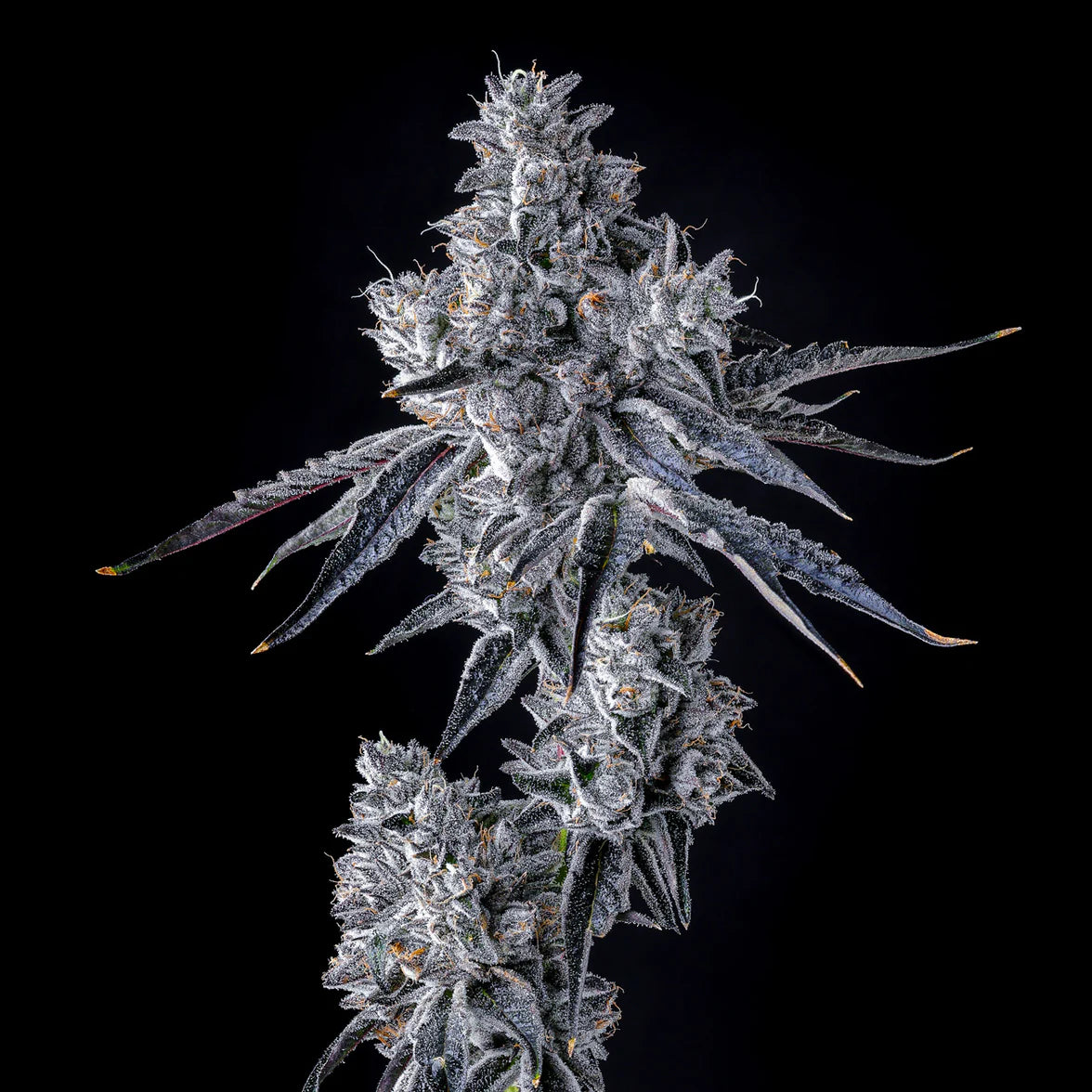 Triple Scoop × Berniehana Butter - Cookies Seeds