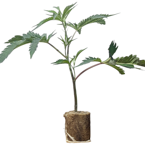 Candy Candy - Cookies Seeds